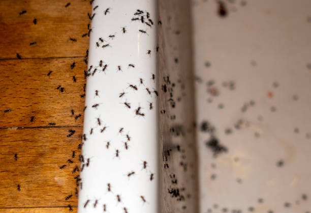 Wasp Removal Services in Glouster, OH