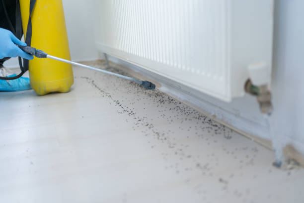 Best Flea Control Services  in Glouster, OH